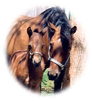 Jays Sugar Bee Sting X Wizard Jac Filly 2002 foal