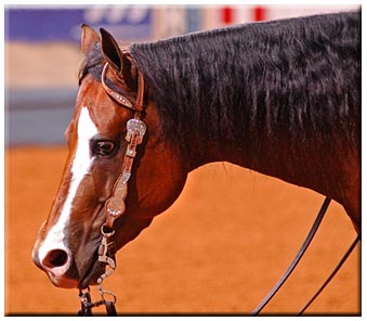 Gun Dealer NRHA Stallion